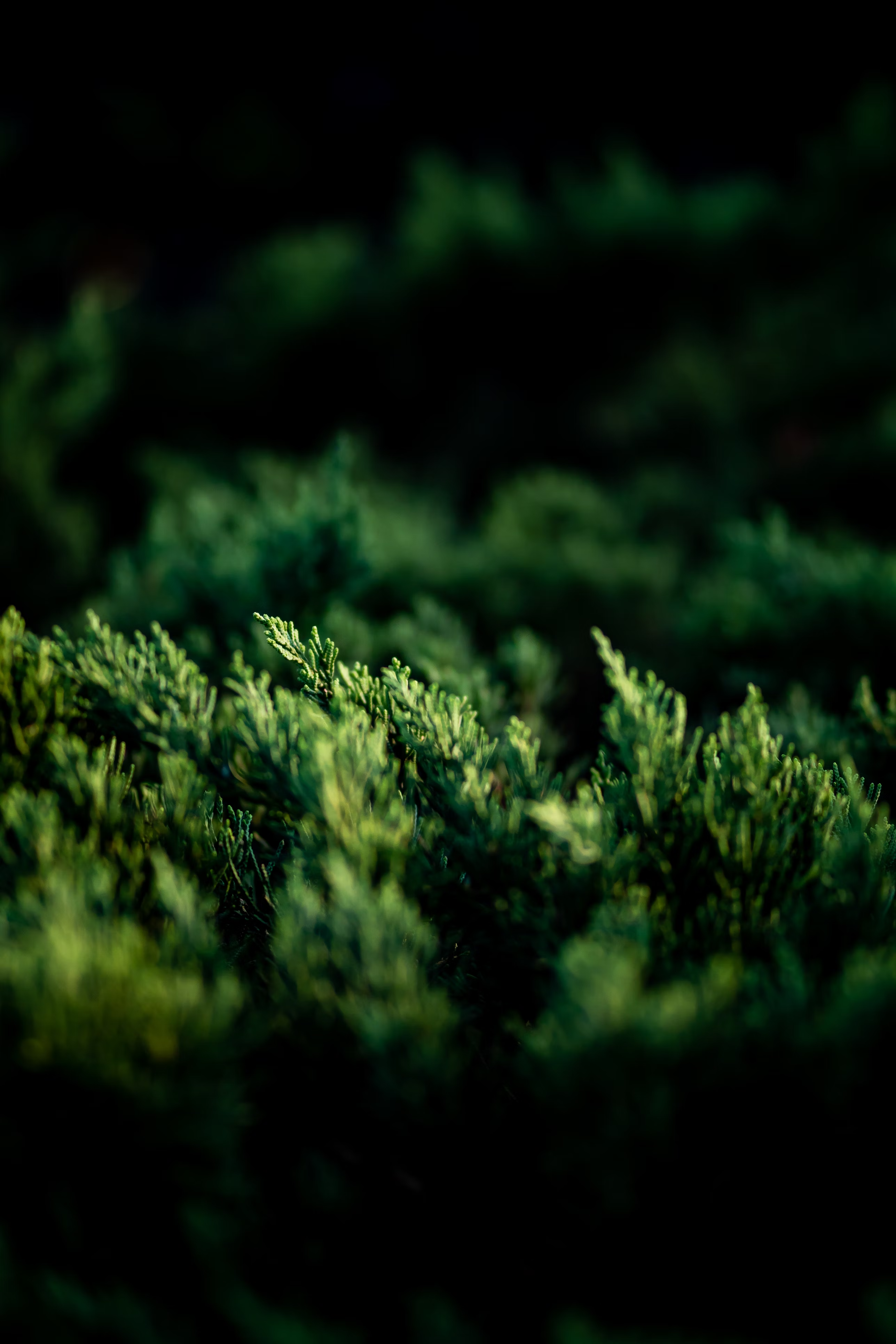 close-up of green plant